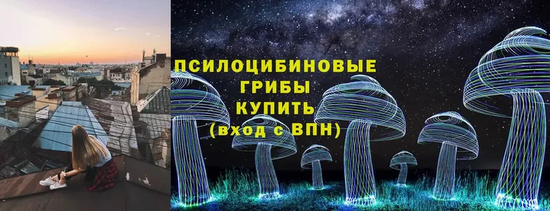 что такое   Уяр  Псилоцибиновые грибы Psilocybe 